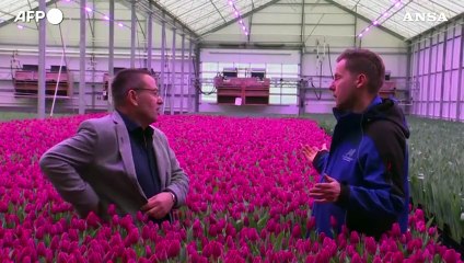 Olanda, celebrata ad Amsterdam la Giornata nazionale dei tulipani