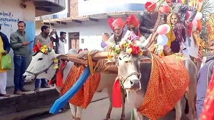 पुराने परंपराओं को कायम रखने के लिए मंदसौर में एक भाई बैल गाड़ियों के जरिए अपनी बहन के यंहा शादी में मोसारा लेकर पहुंचा