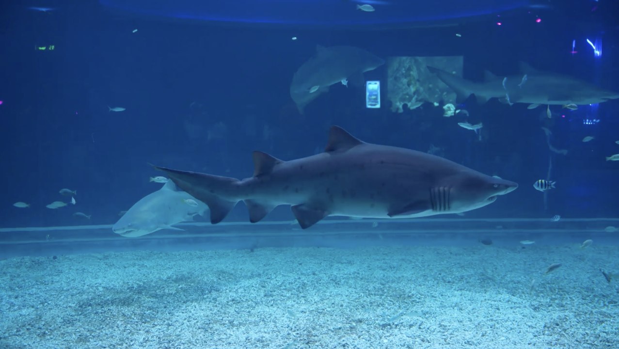 سمك قِرْش آلي يثير فضول الزوار في الصين