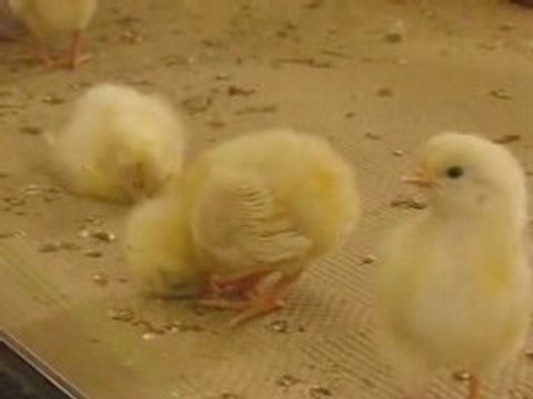 CA FAIS DU BIEN DE FAIRE DODO