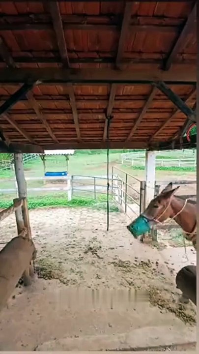 Donkey parking skill