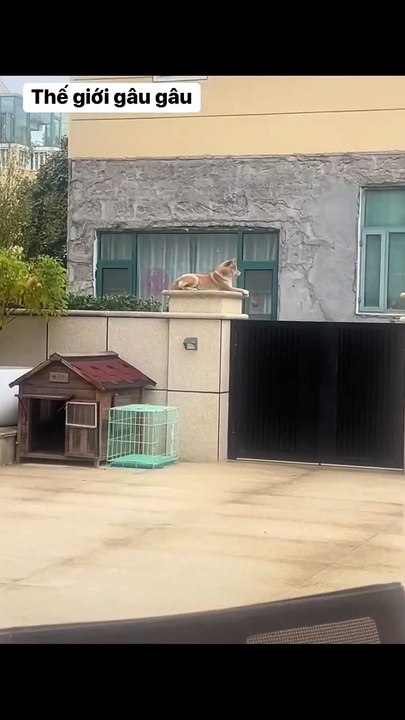 Save money on installing a stone dog