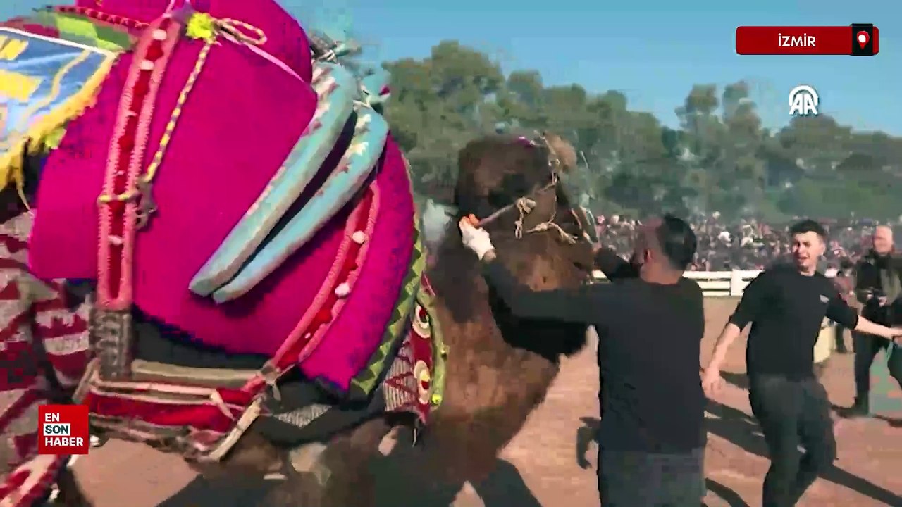 İzmir'de 43. Efes Selçuk Deve Güreşi Festivali yapıldı