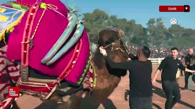 İzmir'de 43. Efes Selçuk Deve Güreşi Festivali yapıldı