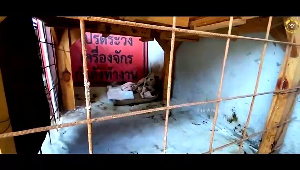 जब जानवरों को बचाने के लिए इंसानों ने लगा दी जान की बाजी