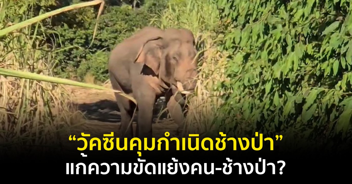 “วัคซีนคุมกำเนิดช้างป่า” แก้ความขัดแย้งคน-ช้างป่า?