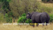Fun Rhino Facts, Discover the World’s Tough