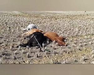 ୧୧କେଭି ବିଦ୍ୟୁତ୍ ତାର ଛିଣ୍ଡି ୫ଟି ଗୋରୁଙ୍କ ମୃତ୍ୟୁ