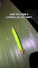 Amazing video BUNNY EARS