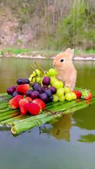 Bunny taste grapes   and strawberry