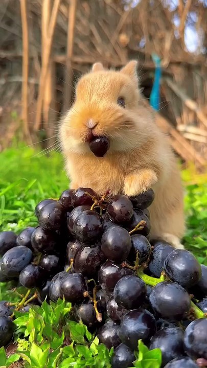 Bunny taste grapes