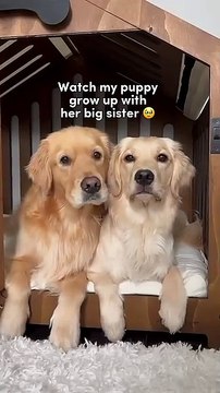 Watch my puppy grow up 🥹 #dogshorts #goldenretriever #puppies #dogs #puppyvideos #puppy #doglife