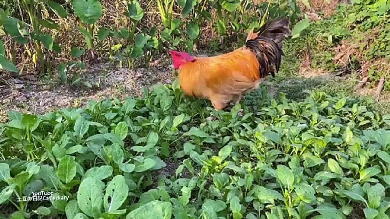 The Dog is Angry ! rooster invaded the retriever's terror
