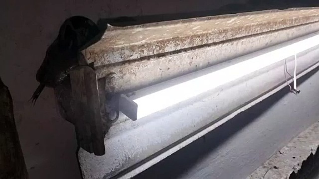 PHED के पंप हाउस पर पहुंचा 6 फ़ीट लम्बा अजगर, दे...