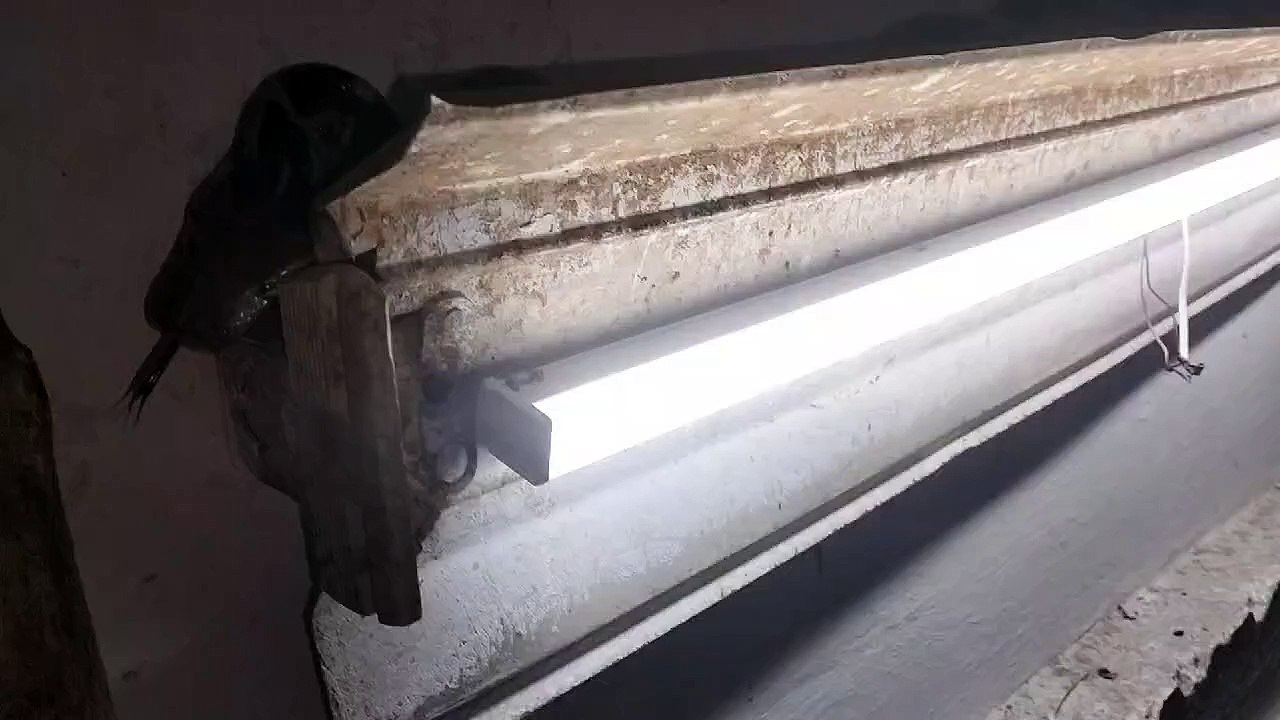 PHED के पंप हाउस पर पहुंचा 6 फ़ीट लम्बा अजगर, दे...