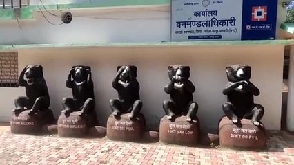 मध्यप्रदेश छत्तीसगढ़ सीमा पर मौजूद है बाघिन
