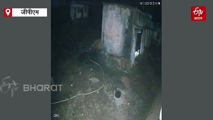 मध्यप्रदेश छत्तीसगढ़ सीमा पर मौजूद है बाघिन