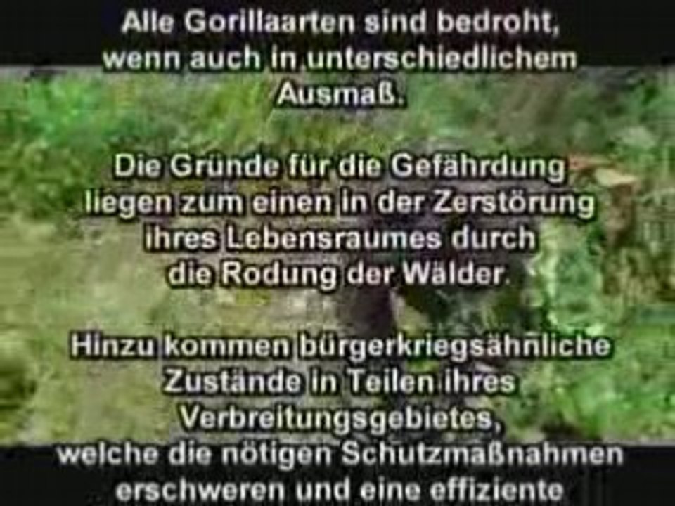 Gorillas, zärtliche kraftmeier des urwalds