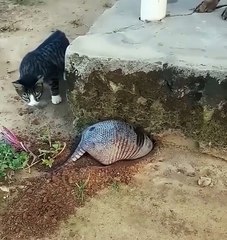 Cute animals😼funny cats #shorts #fb #reelsfbシ #cuteanimels