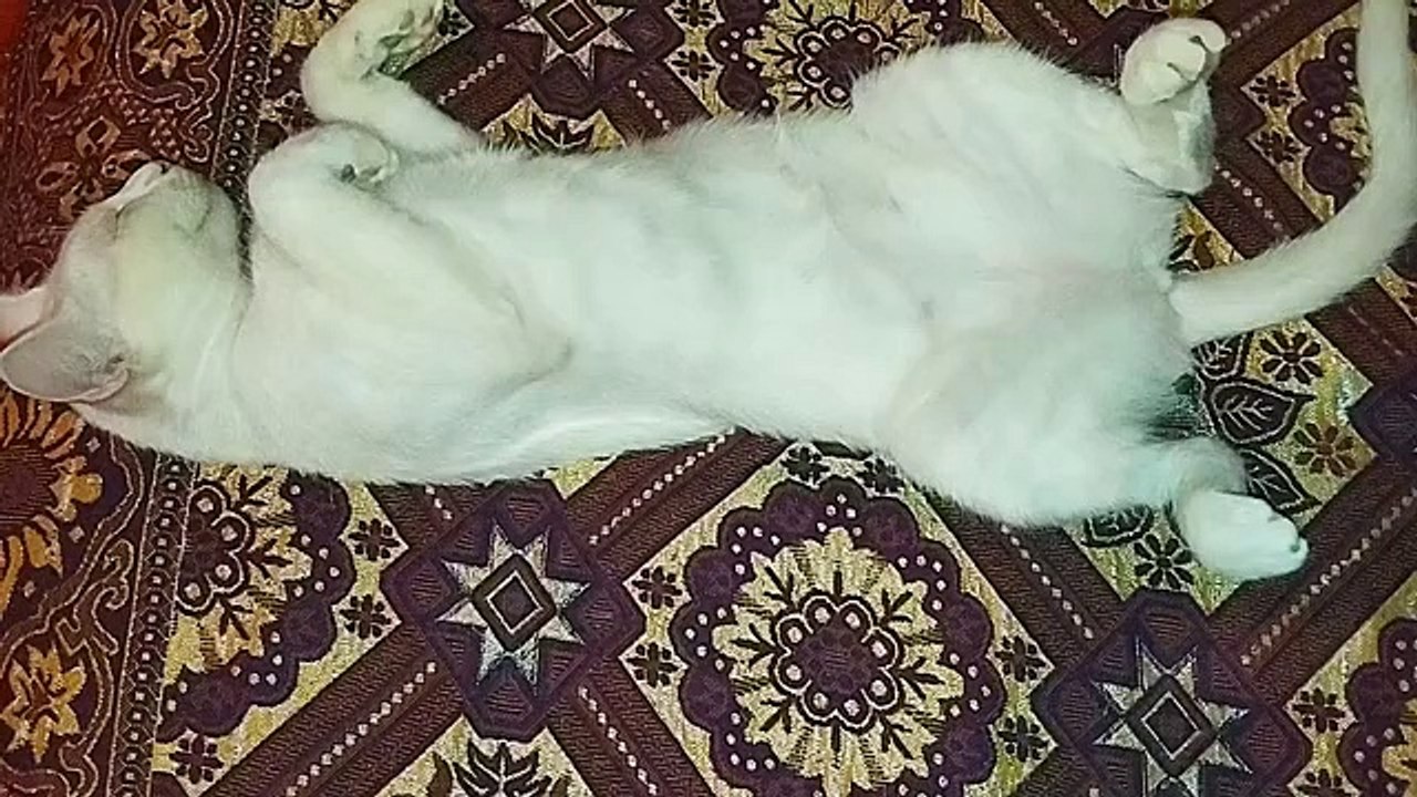 The house cat is sleeping sweetly 🤗 I fed the stray cat.