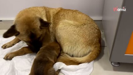 Türkei: Hündin schnappt sich einen Welpen und macht, was jede Mutter tun würde