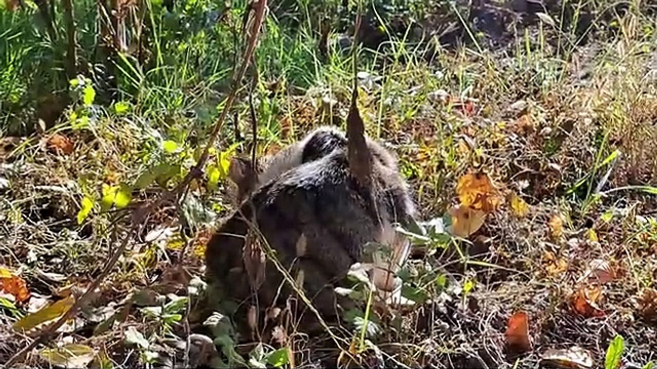 Cute stray cat petting himself (Cute Male Stray Cat)
