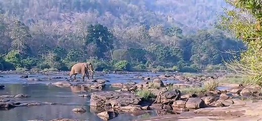 അതിരപ്പള്ളിയില്‍ മസ്‌തകത്തില്‍ മുറിവേറ്റ ആനയെ മയക്കുവെടിവയ്ക്കാനുള്ള ശ്രമം വിഫലം; കണ്ടെത്താനായി തെരച്ചിൽ