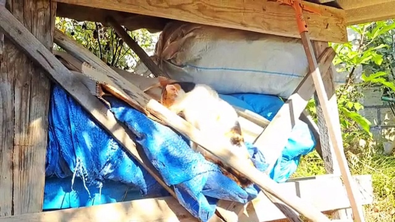 A pregnant stray cat basks in the sun. Cute Pregnant Cat.