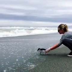Rescued penguin saying goodbye.
