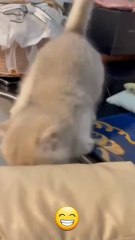 🐱_Funny_cat_videos___cute_cats___Try_not_to_laugh___Cat_videos_Compilation_#shorts__🐈(1080p)