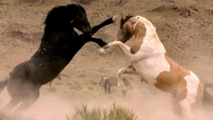 Free Spirit - Mustangs in Gefahr Trailer OV