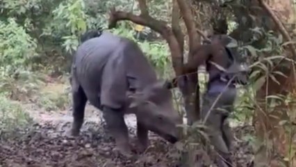 Führer wehrt angreifendes Nashorn mit Holzstock ab