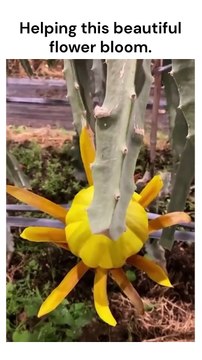 #dragonfruit #flower #rescue #challenge #free #sn2sg #beauty #sunnight #nature #sunnightmusic #sunnightpop #bloom #opening #yellow #art #star #plants #mtnezzform #sunnightblues #timelapse #photography #cinematic #flowerkiss #cactus