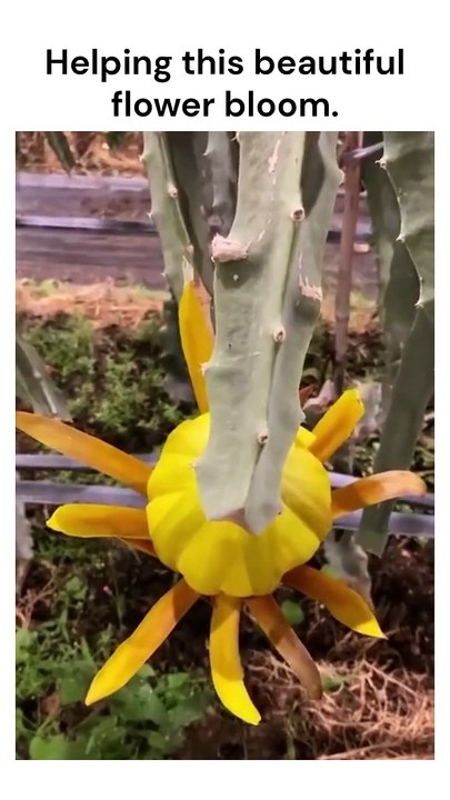 #dragonfruit #flower #rescue #challenge #free #sn2sg #beauty #sunnight #nature #sunnightmusic #sunnightpop #bloom #opening #yellow #art #star #plants #mtnezzform #sunnightblues #timelapse #photography #cinematic #flowerkiss #cactus