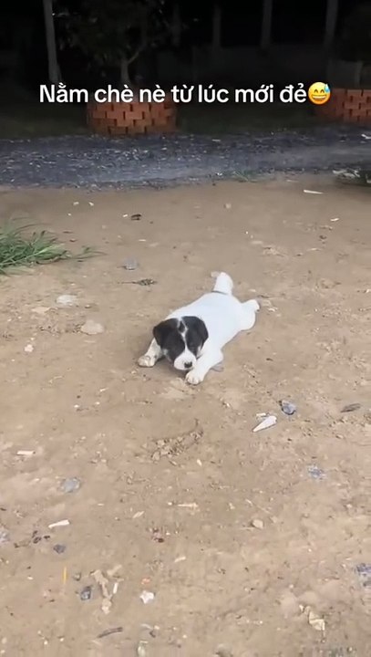 Glaubst du, ich liege da wie ein Schweinebraten...