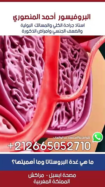 ما هي غدة البروستاتا وما أهميتها؟