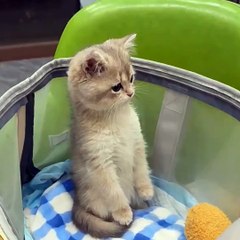 VIRAL!!! The Cat Leans To It's Feet