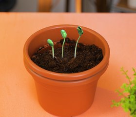 Conseils de jardinage rapides pour stimuler la croissance des plantes !