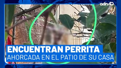 ¡Basta de maltrato animal! Vecinos encuentran a perrita ahorcada en el patio de su casa