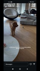 la nuova pallina per silvio