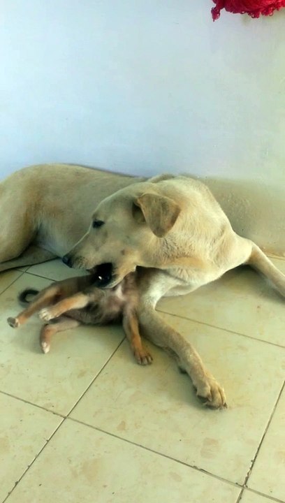 La perritas felices