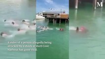 Shell Cove Harbour 'shark attack' declared fake | January 20, 2025 | Illawarra Mercury