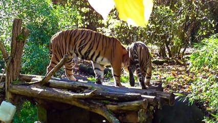 y. P1. Amazing Facts About Tigers That Will Surprise You