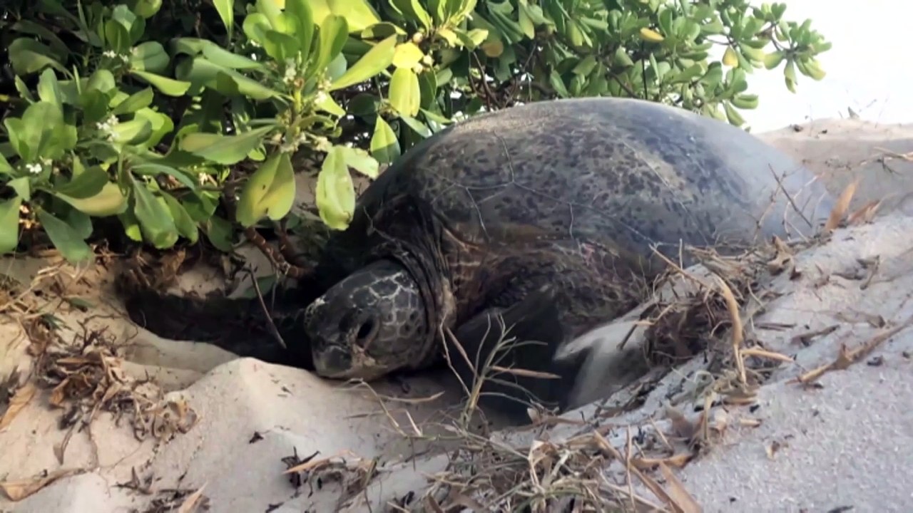 CSIRO releases climate adaptation strategies to support wildlife conservation amid climate change challenges in Australia