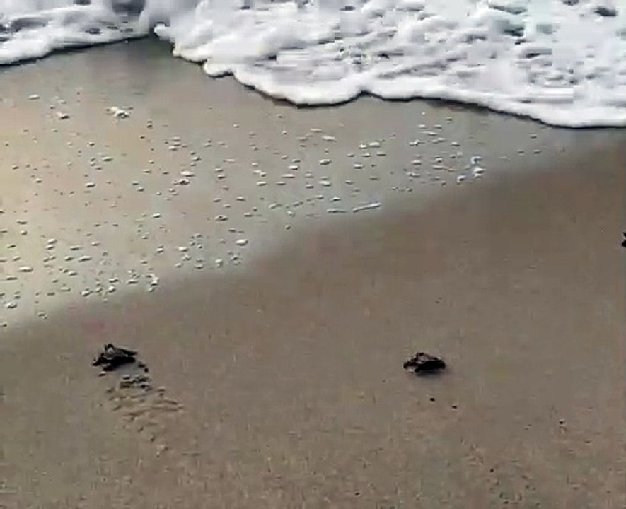turtles