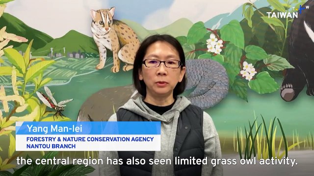 Taiwan's Endangered Grass Owl Gradually Returning