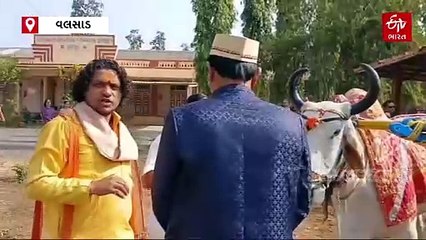 બળદગાડ પર વરરાજાની જાન! વલસાડમાં ગૌવંશને બચાવવાના સંદેશ સાથે બળદ ગાડામાં નીકળી જાન