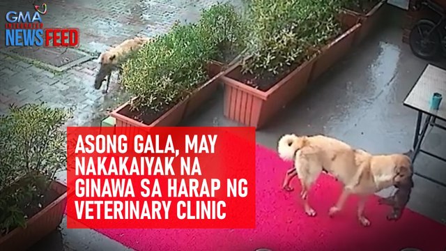 Asong gala, may nakakaiyak na ginawa sa harap ng veterinary clinic | GMA Integrated Newsfeed