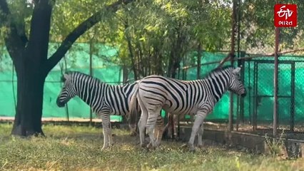હવે ઝીબ્રા જોવા આફ્રિકા નહીં જવું પડે ! જૂનાગઢ સક્કરબાગ ઝૂમાં "આફ્રિકન પ્લેન ઝીબ્રા"નું આગમન
