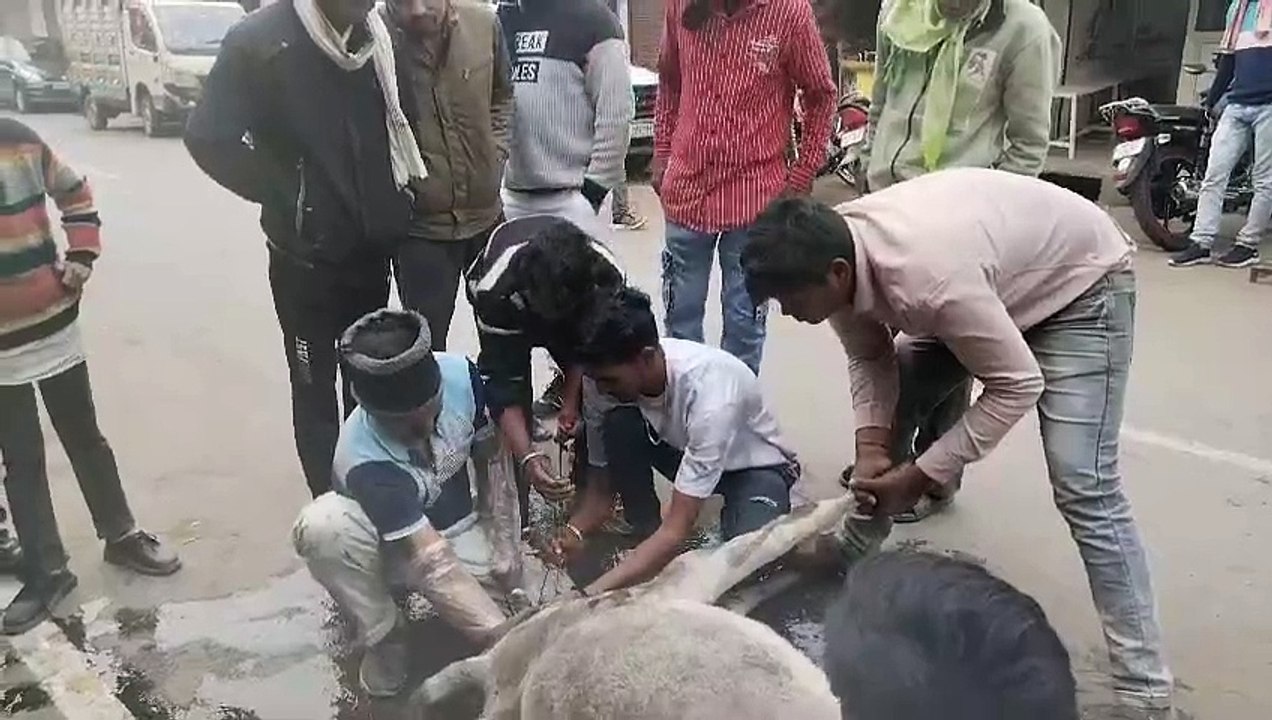 प्रसव पीड़ा के दौरान तड़प रही गाय के लिए फरिश्ता बने गौसेवक,गाय और उसके बछड़े को दिया जीवनदान